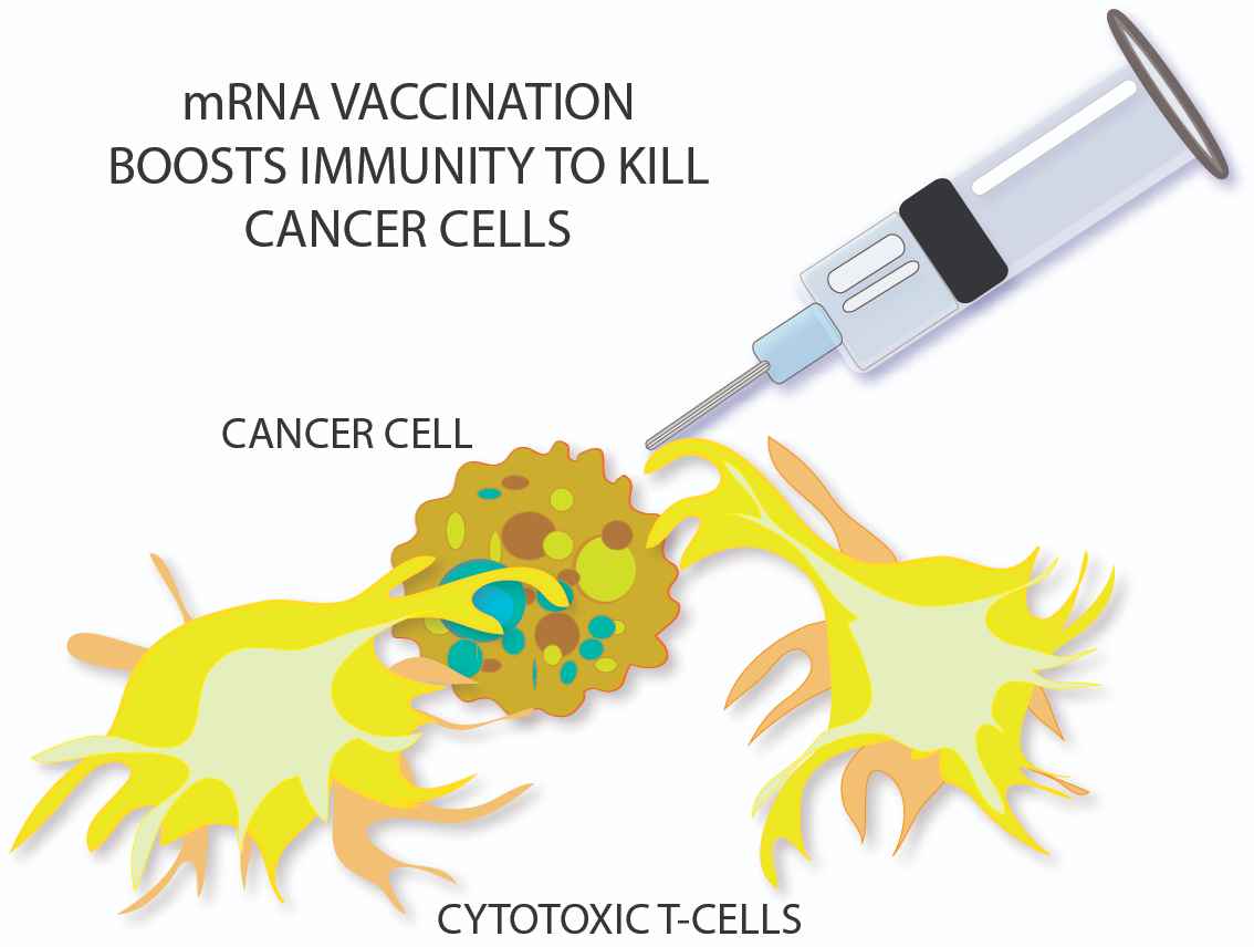 mRNA vaccines by Susan Fluegel